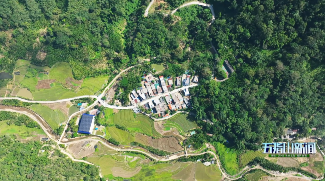 五指山：“小蜜蜂”酿就“大产业” 蜂巢党建激活乡村振兴一池春水