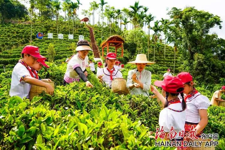 这个六一很有趣！五指山举行“知茶明礼”少儿茶艺体验活动