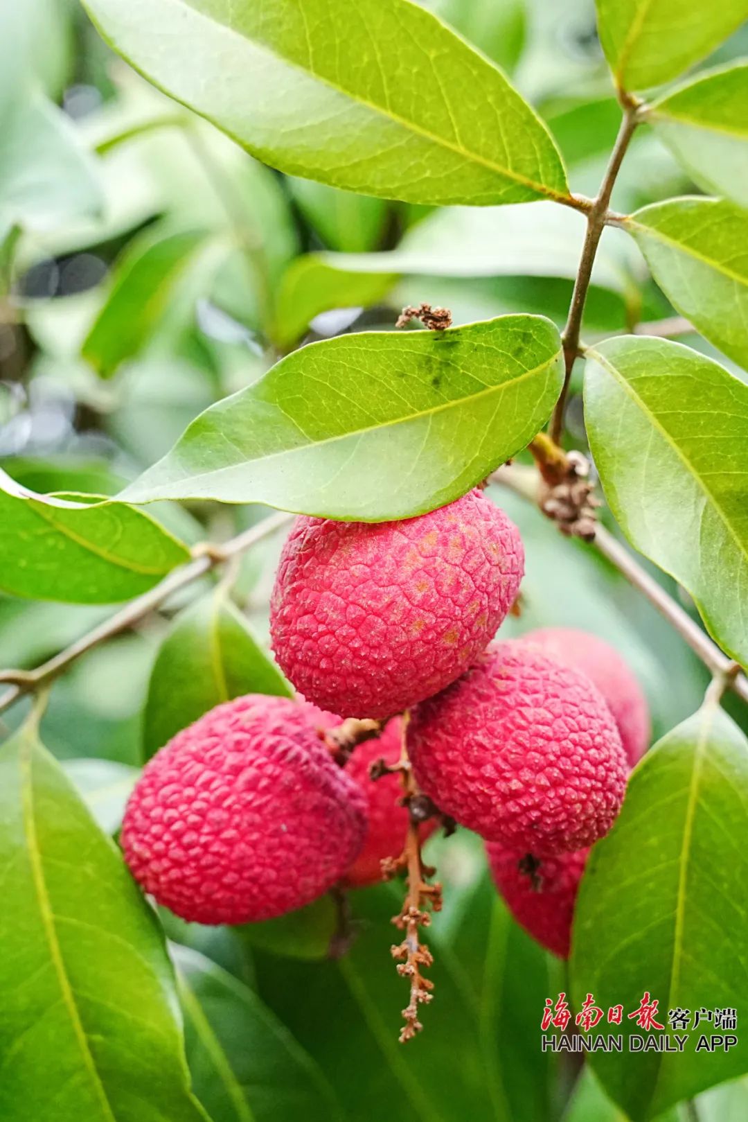 叮，您心心念念的陵水荔枝正在打包……