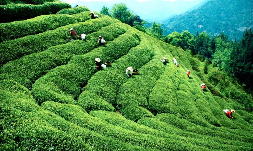 作家杨清茨：人在草木间——“白沙绿茶”饮记