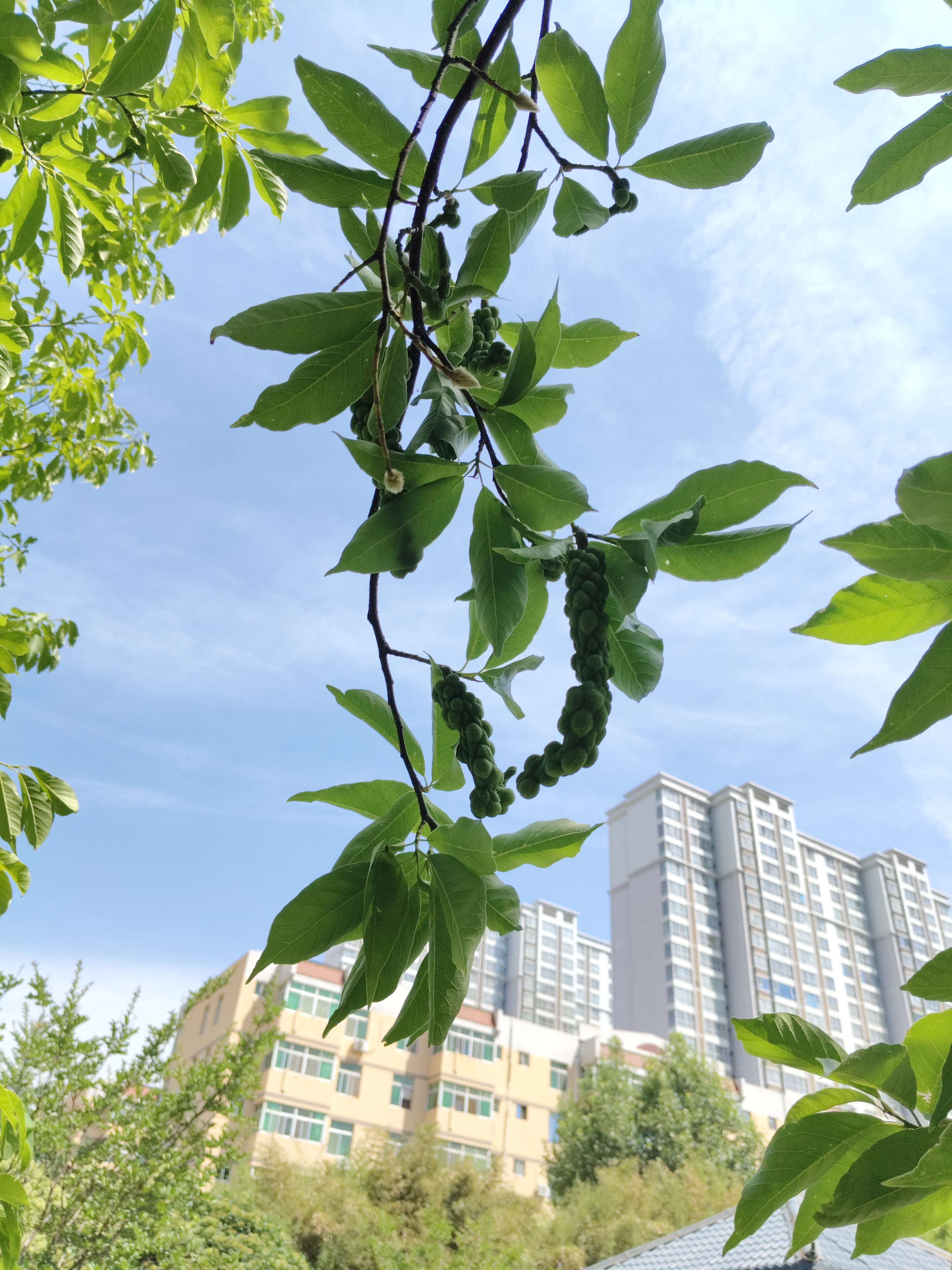 玉兰花结果了【摄影吕卫东】