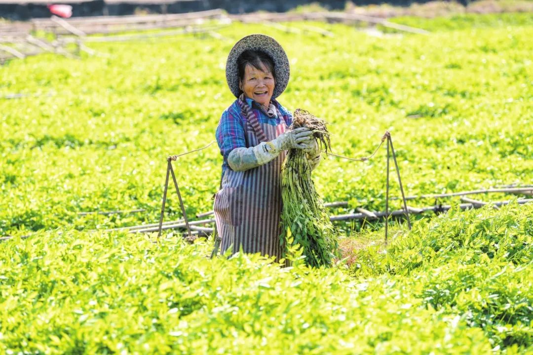 海口旧州镇冷泉冬季瓜菜热销