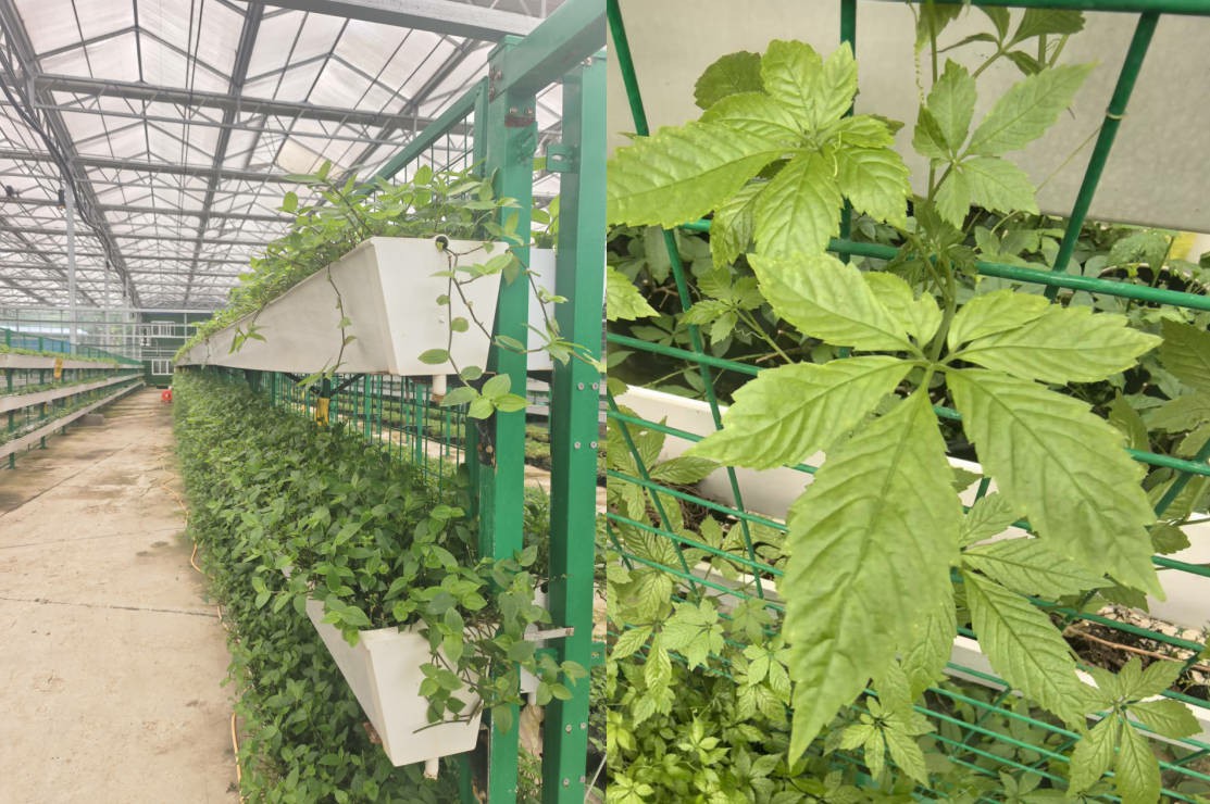 赋能药食同源 贵州北农科技开辟养生蔬菜新赛道 守护全民健康