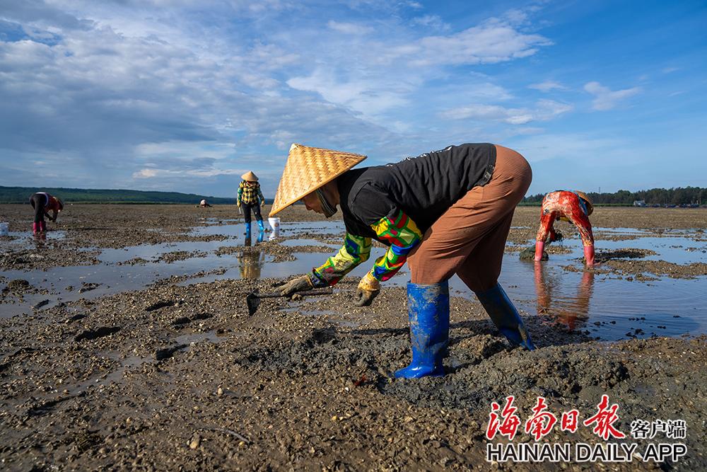 海南休渔期 渔民赶海忙