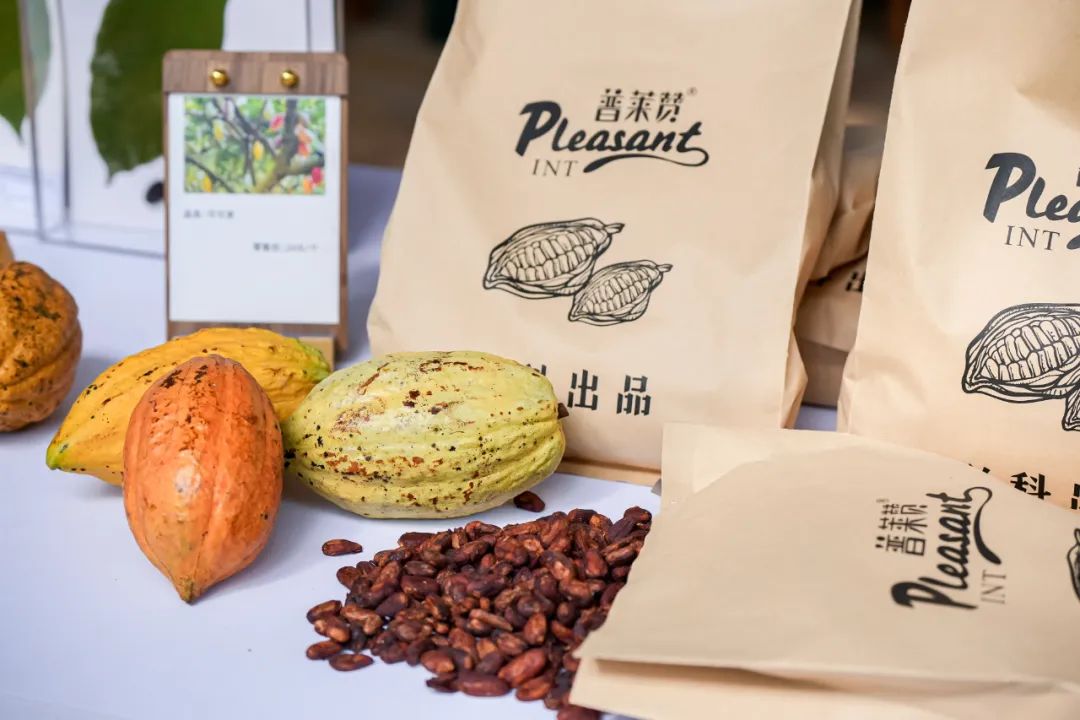 海南万宁：首款自主知识产权可可豆品种全球首发