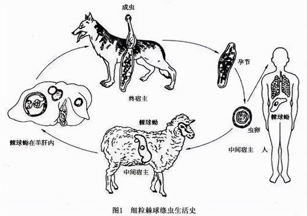 哭泣的藏獒：3000万一头的“神兽”，如今沦为火锅食材