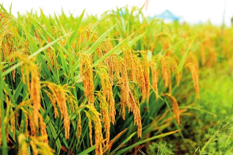 风吹稻浪满天涯