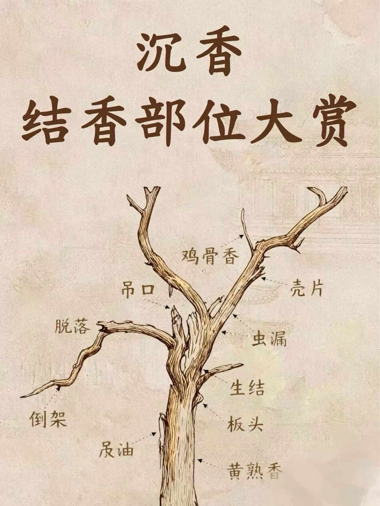 沉香结香部位大赏