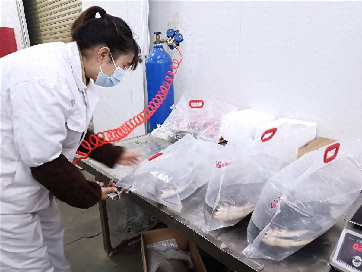 到花湖机场“打飞的”，鲜活武昌鱼“畅游”北上广深