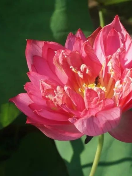 武汉夏日最美花展来了，“荷”你有关！