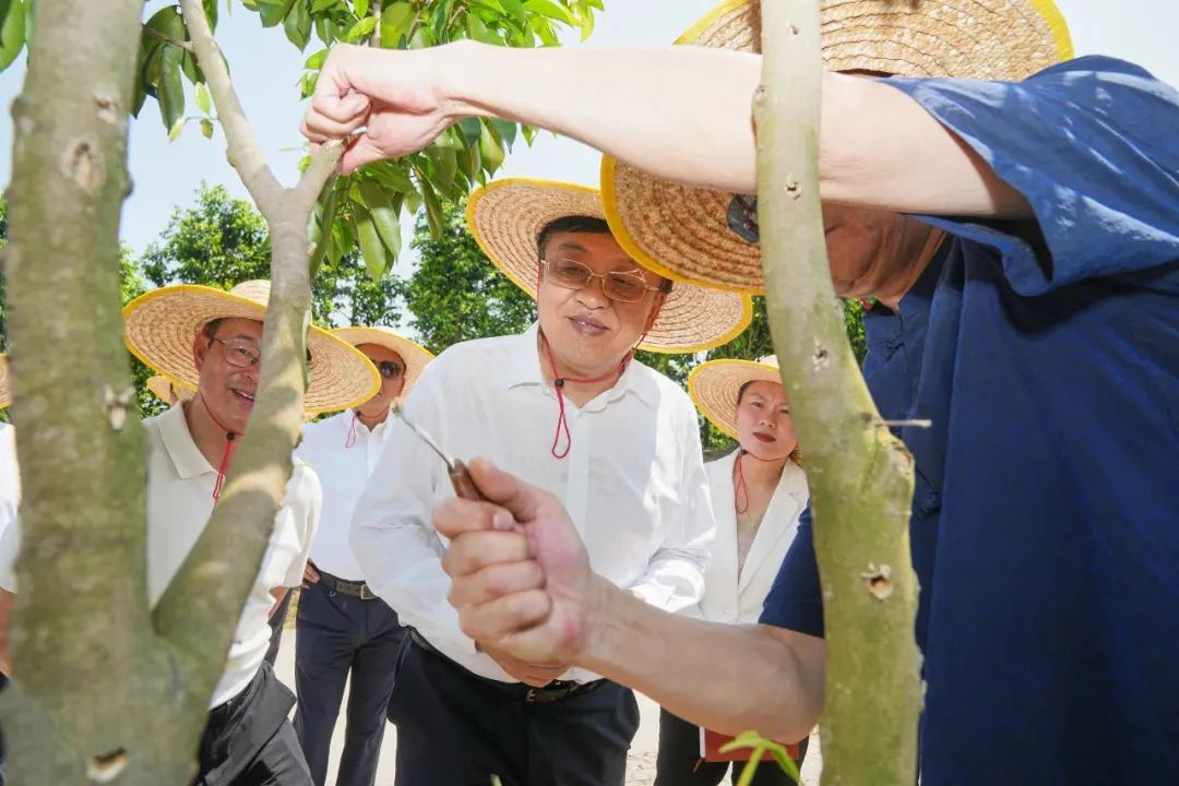 海南省委冯飞书记在琼中调研沉香产业并作出重要指示