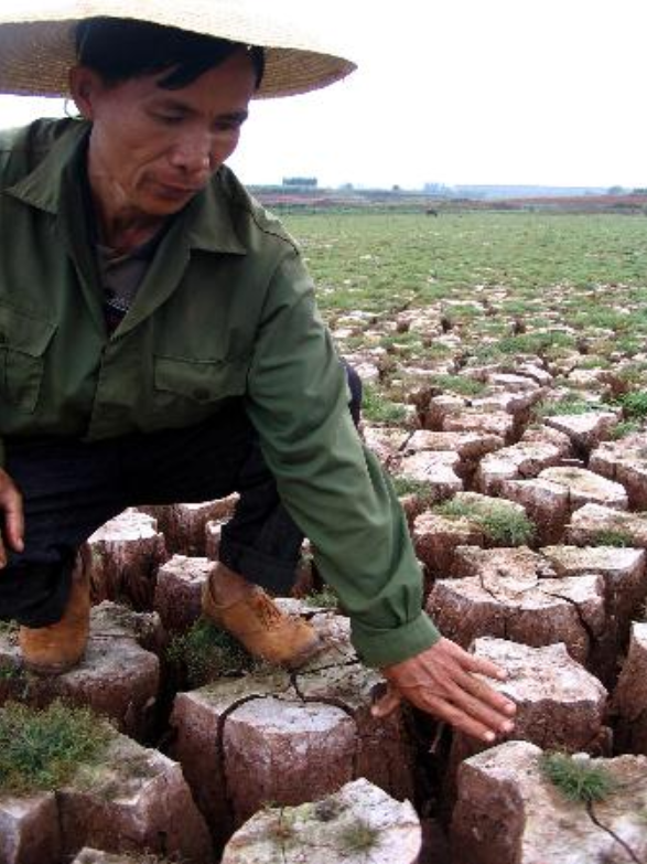 桉树被叫做“亡国树、断子绝孙树”,为什么国人边骂边种?