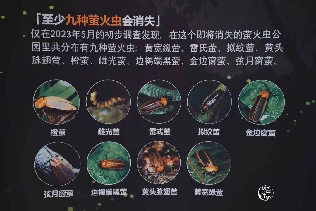 他们杀死了萤火虫？