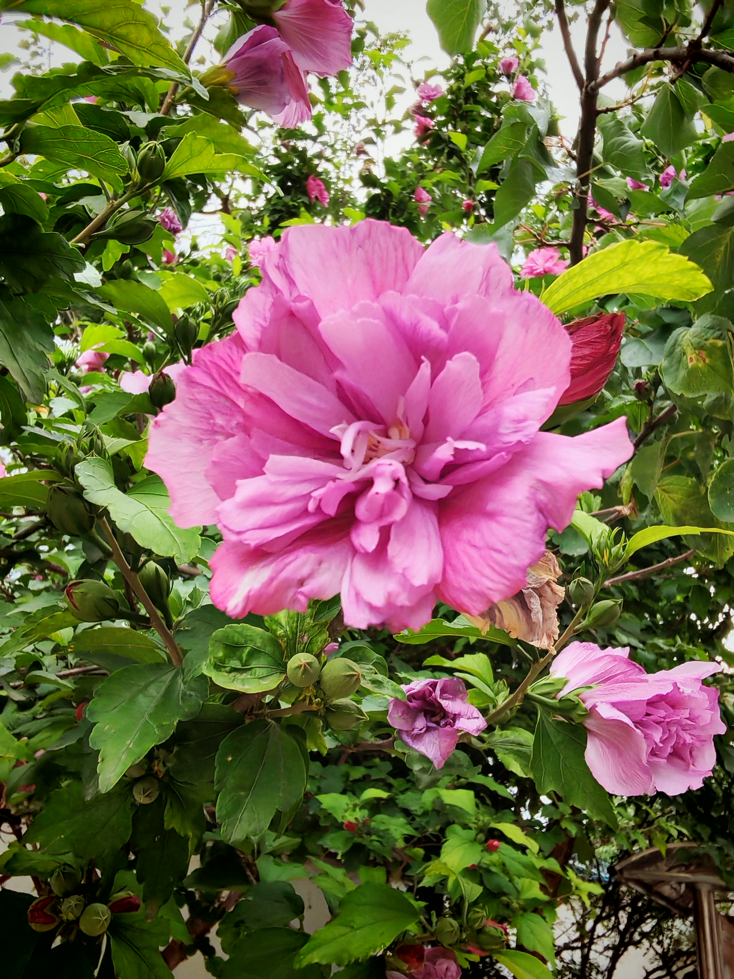 木槿花儿红【手机随拍周春辉】