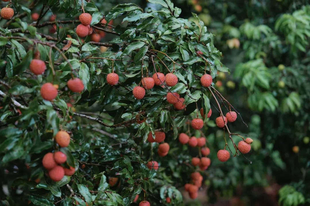 万宁大茂荔枝新鲜上市 产值有望突破1.2亿元