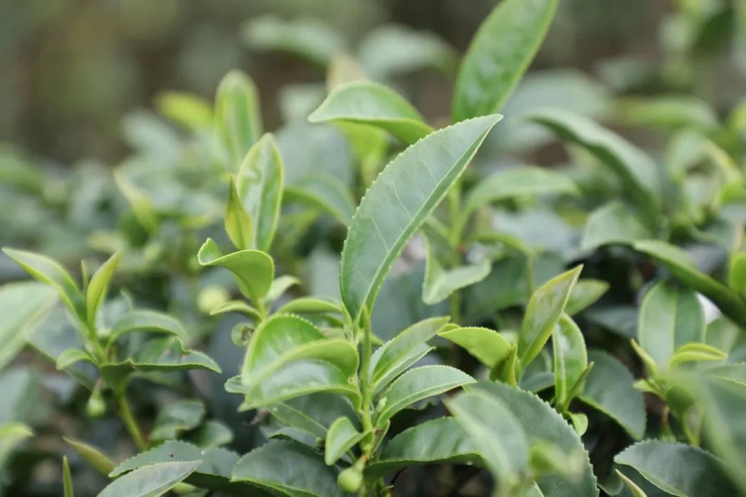 五指山茶产业产值突破两亿元