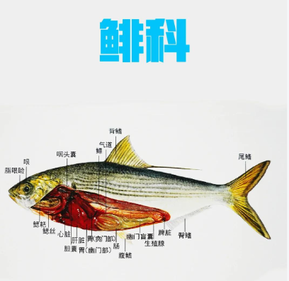 【鱼类全系列】鲱亚目—鲱科（一）