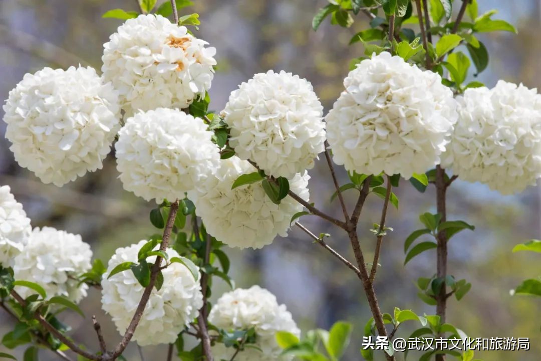赏花、逛市集，小长假来中山踏“清”