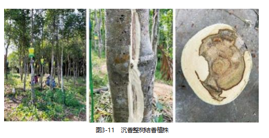 【连载】2024中国沉香产业发展报告第三章第二节 | 沉香结香（6）