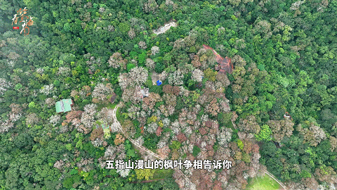 走起！海南这里“枫”景独好，又到一年观赏期