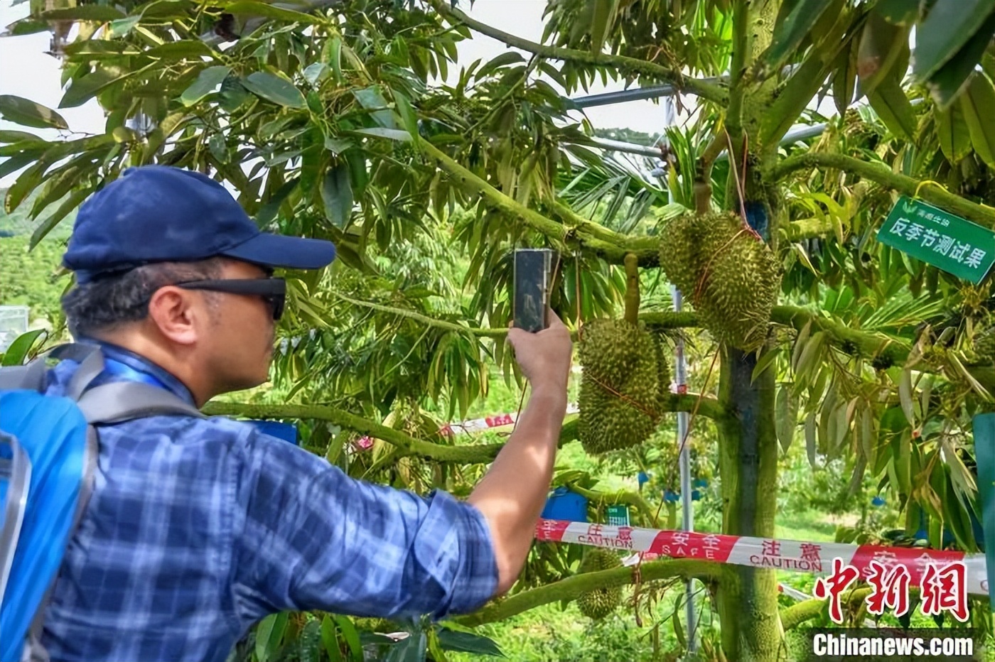 东盟果商参观三亚榴莲基地，海南榴莲种植已超3万亩