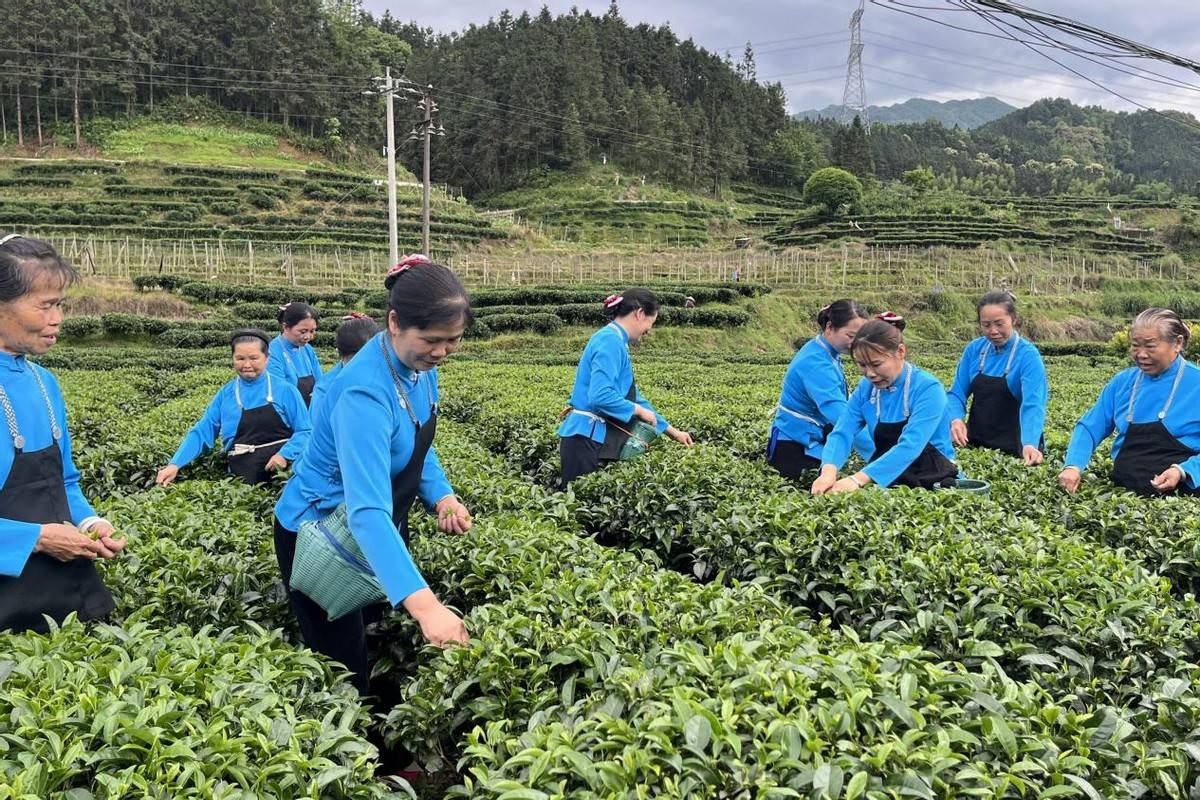 茶山歌声里的百年族群记忆——龙胜六甲歌传承纪实