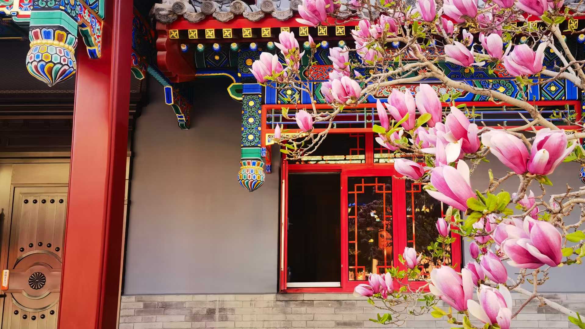玉兰花开【摄影马世国】