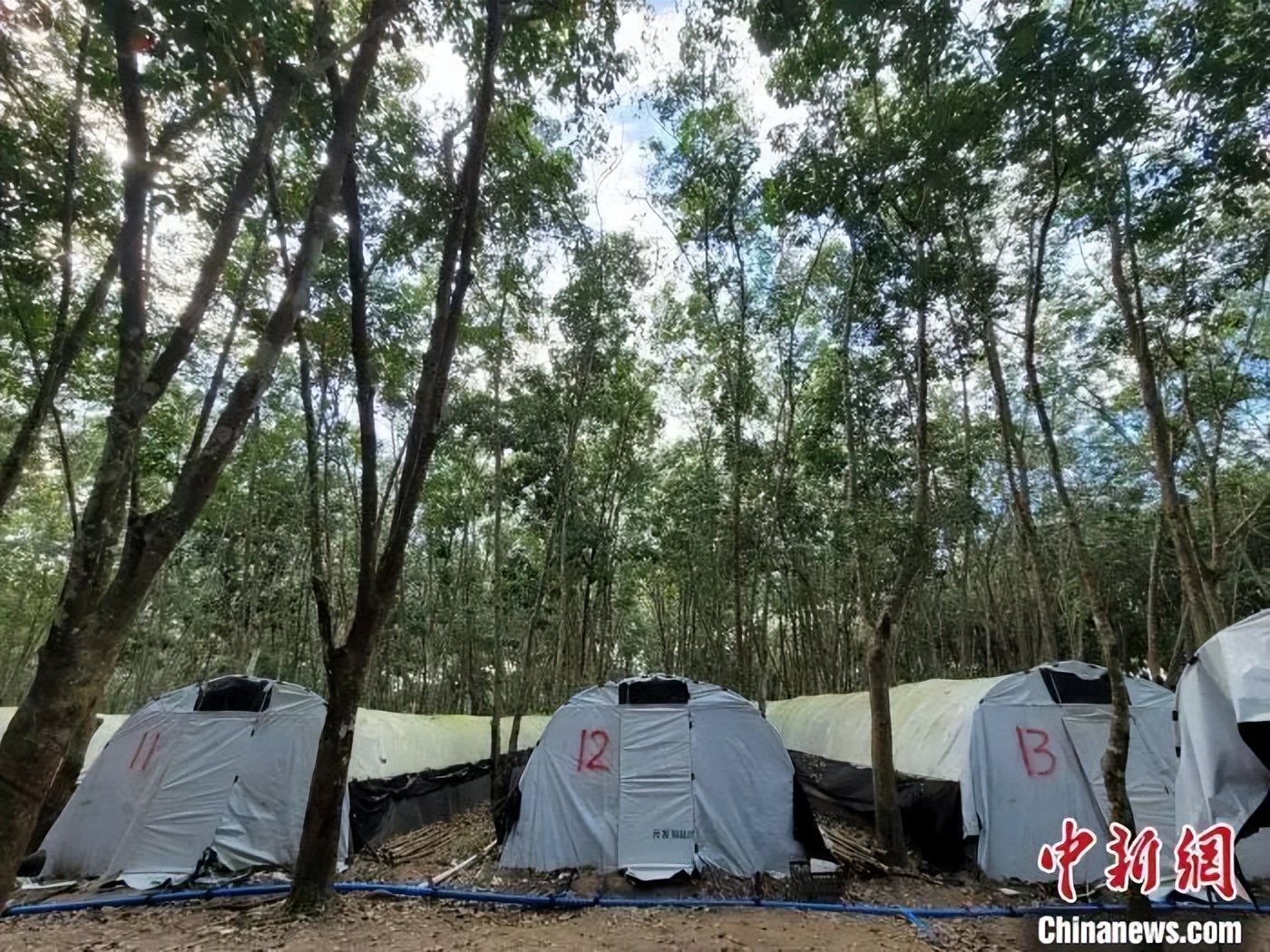 【产业】海南白沙：橡胶林下“种黄金”
