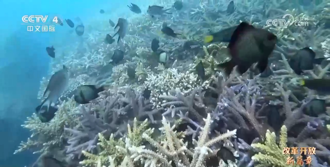 在海底“植树造林”，海南自贸港的生态保护不一般