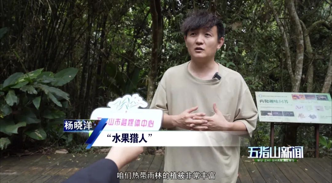 知名“水果猎人”杨晓洋走进五指山 打卡热带雨林之美