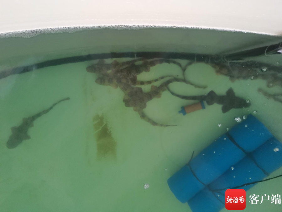 三亚水产苗种南繁生态产业园试运营 每年预计培育鱼苗25亿尾
