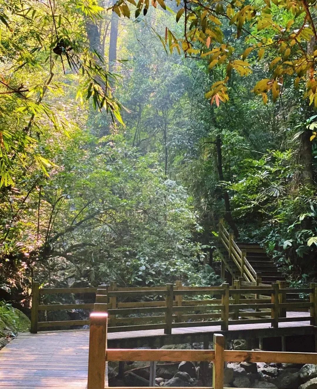 去春游吧 · 在山水之间，逛「雨林栈道」