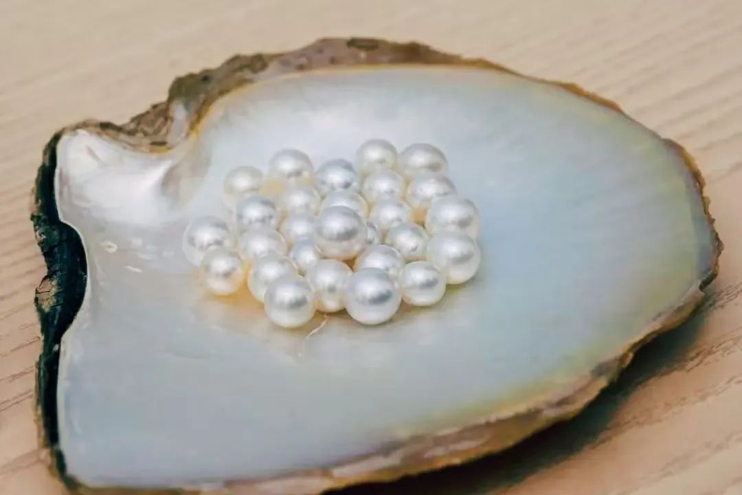 海南昌江核电厂人工培育白蝶贝产出超500颗珍珠