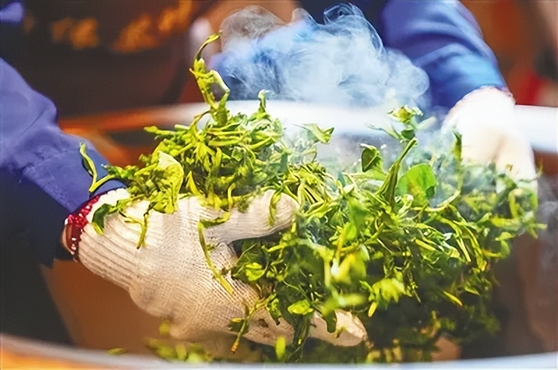 黎母山中古茶香 雨林滋味飘四方