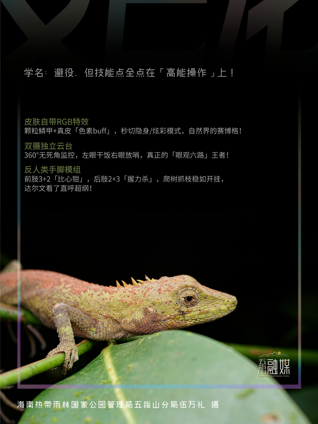 五指山雨林精灵图鉴：这些神奇生物你见过几个？