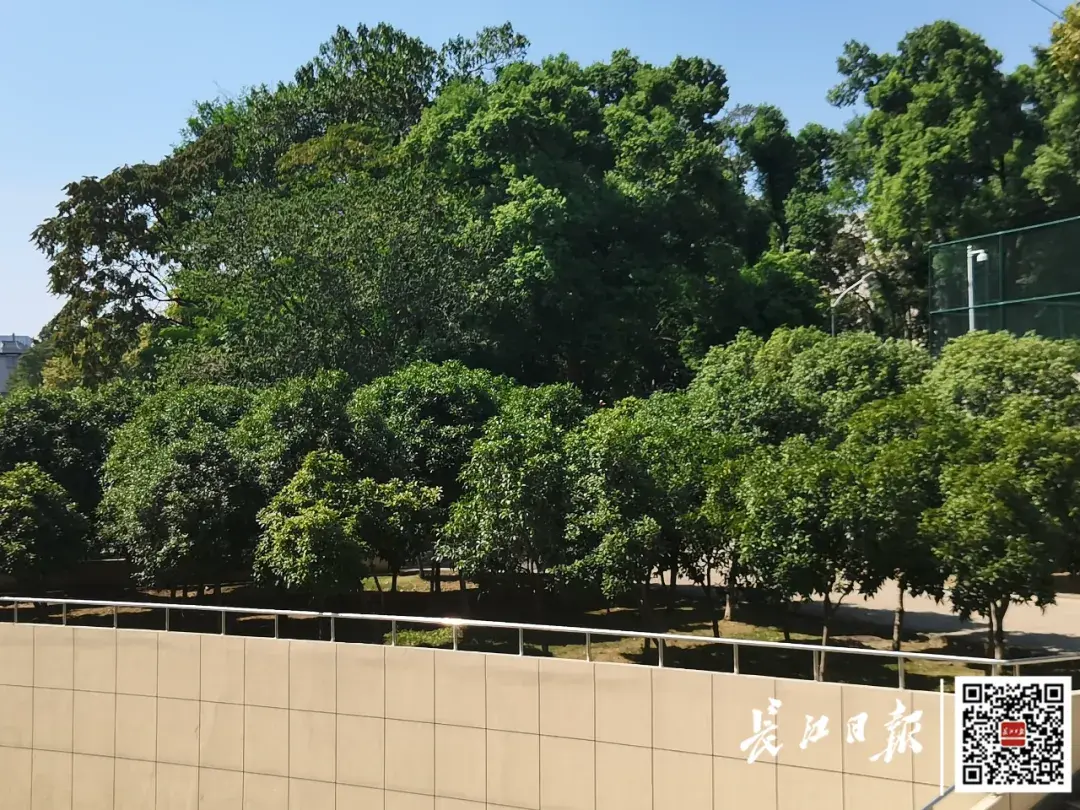 武汉全城都在等！为啥还不开？
