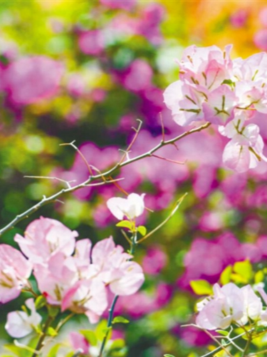 海南市花县花：一树花开 半城春色