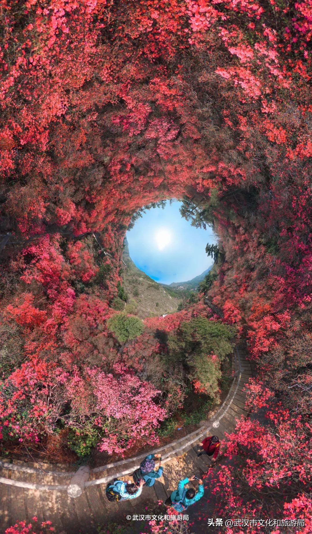 鲜花开满武汉3座山，一年一次，红了！