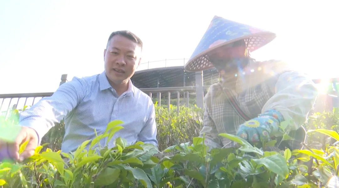 群山环绕间 “80后”新茶农致力深耕海南茶文化