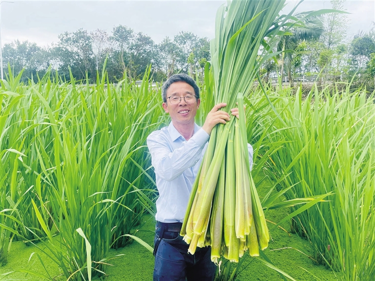 热区春茭高质高效生产示范现场会在三亚举行