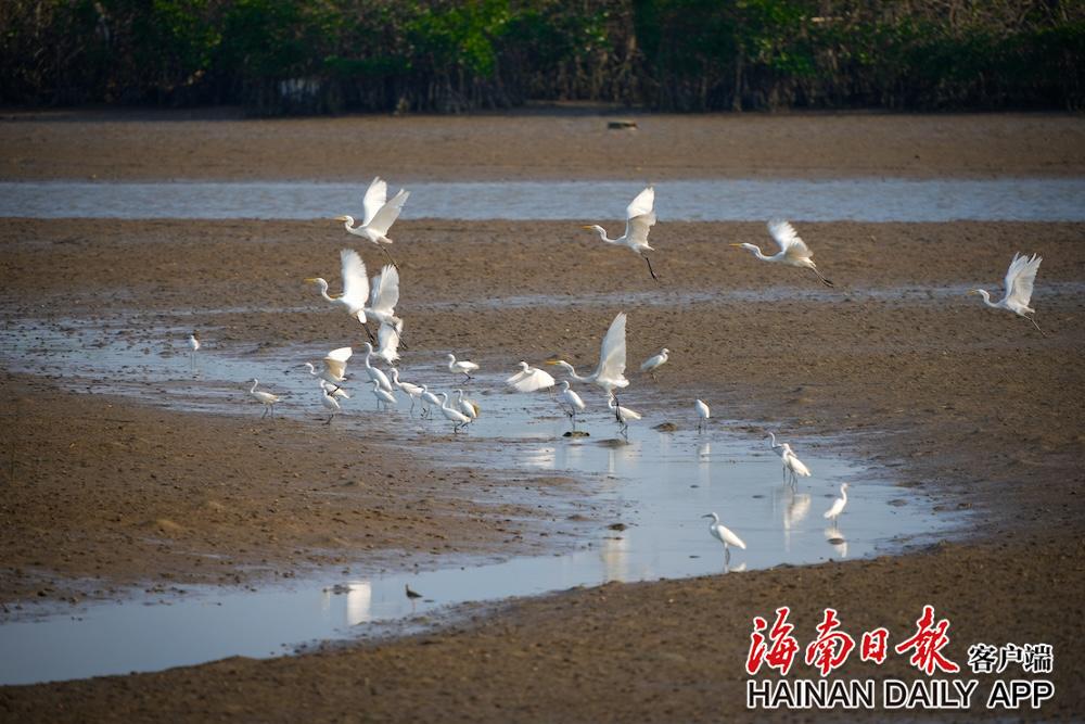 海口：白鹭南飞 栖息红树林