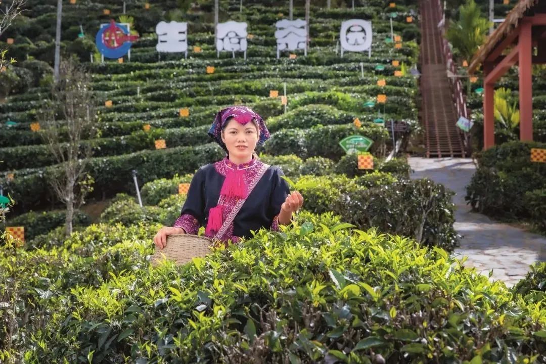小而美 美而精：三个维度看五指山大叶茶产业的发展之路