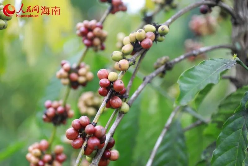 人民网关注海南：小小咖啡豆带出醇香大产业