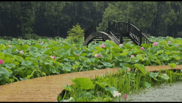 雨天开启武汉植物园B面玩法！居然闯进了一幅活的水墨画！