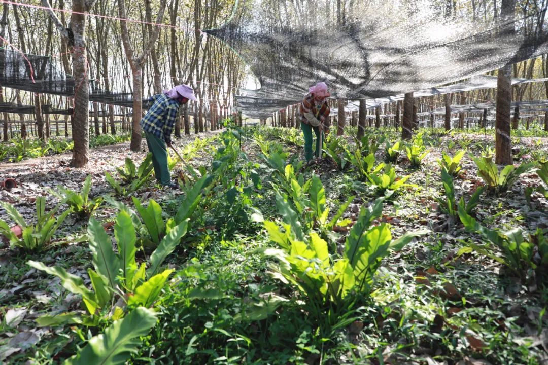 白沙牙叉镇：特色产业“多点开花” 助力乡村振兴