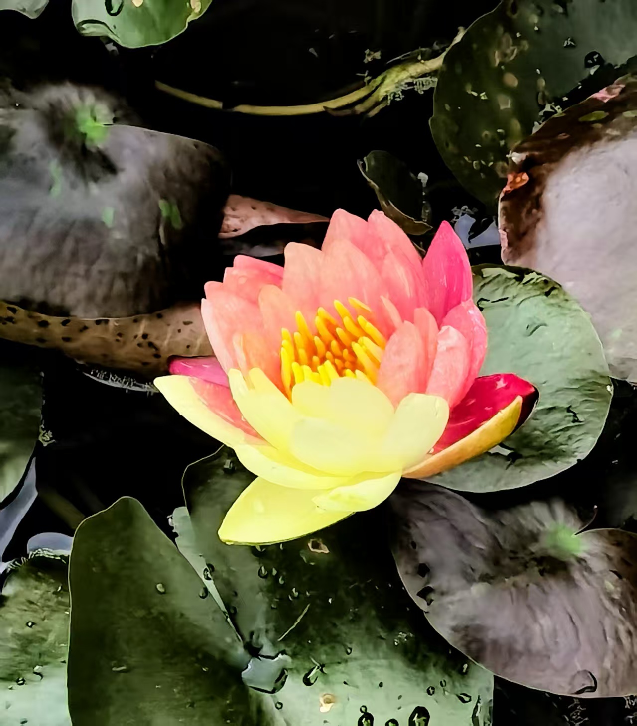 荷花【摄影王耀林】