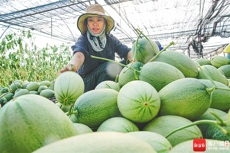 乐东蜜瓜如何从瓜田甜到心田？