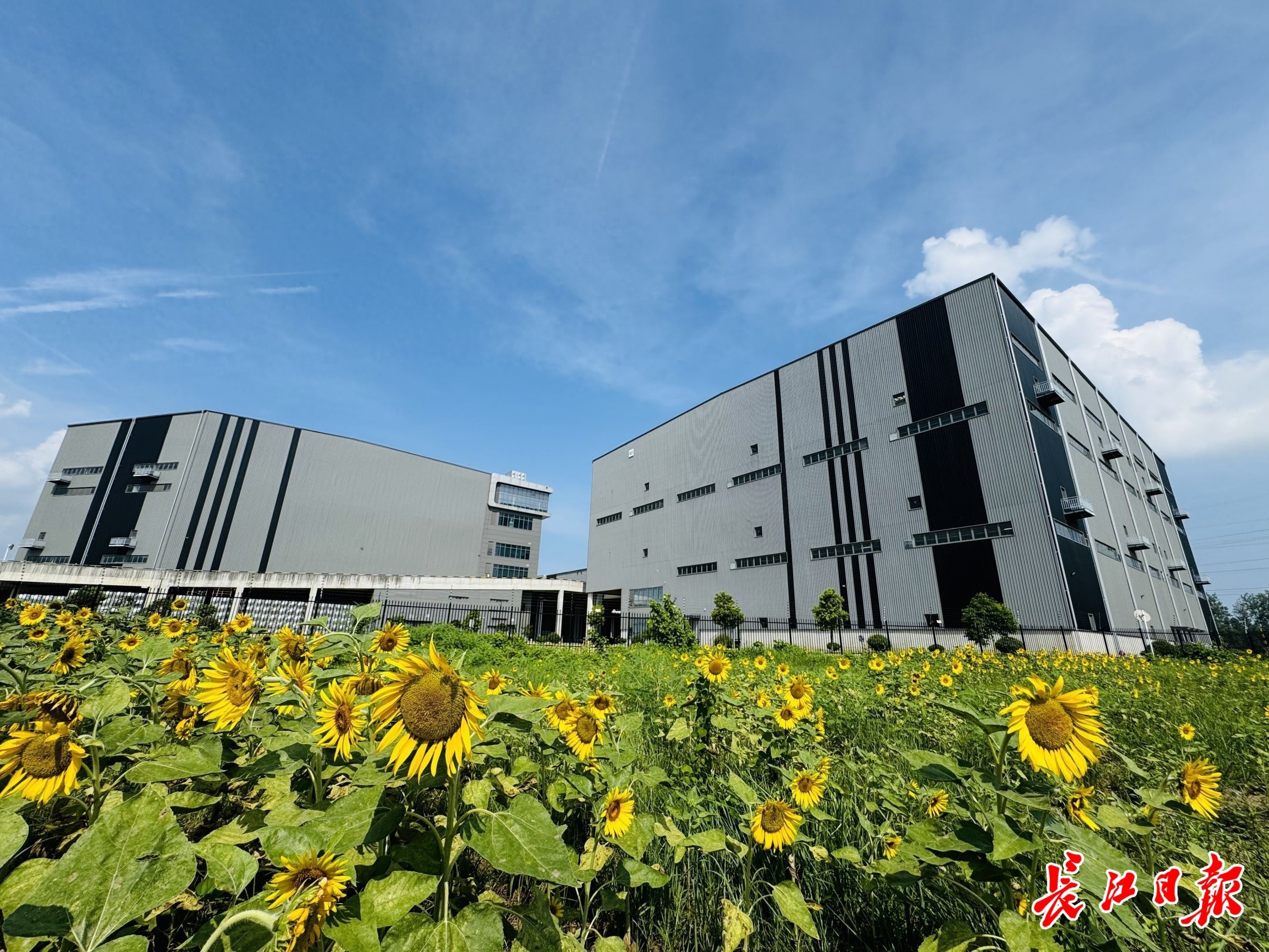 收费站周边种下花海，武汉“西大门”40亩向日葵迎宾