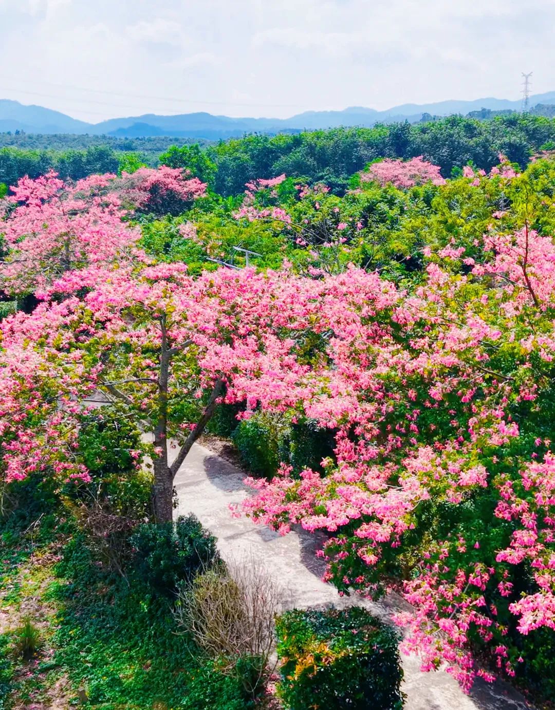屯昌：木棉花开 游客如织