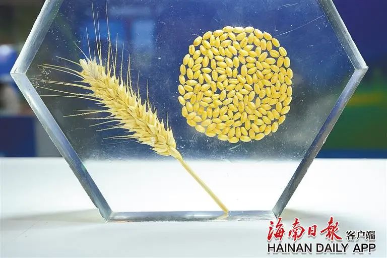 种业国家队助力海南“向种图强”